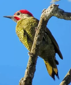 Golden Olive Woodpecker Diamond Painting