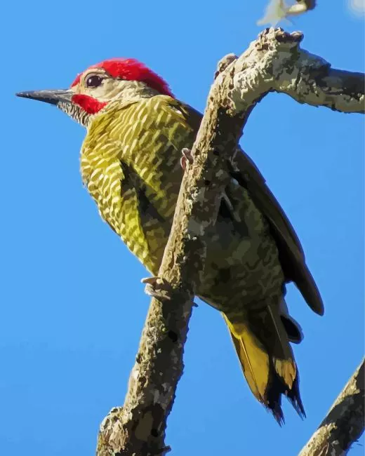 Golden olive woodpecker Diamond With Numbers Golden Olive Woodpecker Diamond Painting