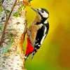 Great Spotted Woodpecker Diamond Painting