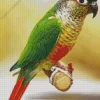 Green Cheeked Conure Diamond Painting