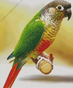 Green Cheeked Conure Diamond Painting