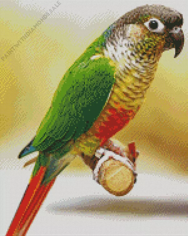 Green Cheeked Conure Diamond By Numbers Green Cheeked Conure Diamond Painting