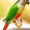 Green Cheeked Conure Diamond Painting