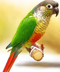 Green Cheeked Conure Diamond Painting