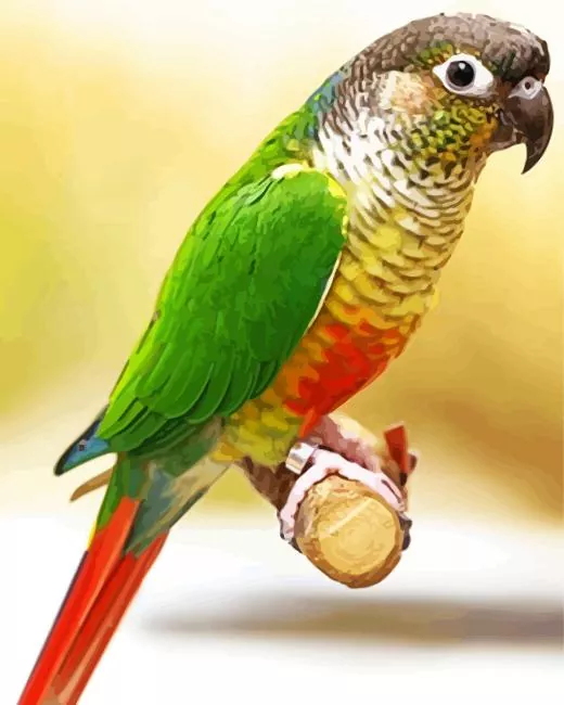 Green Cheeked Conure Diamond Paints Green Cheeked Conure Diamond Painting