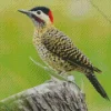 Green Barred Woodpecker Diamond Painting