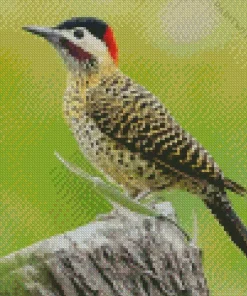 Green Barred Woodpecker Diamond Painting
