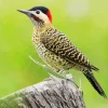 Green Barred Woodpecker Diamond Painting