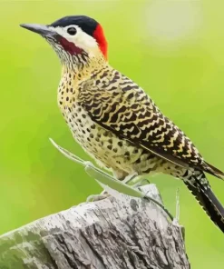 Green Barred Woodpecker Diamond Painting