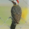 Green Barred Woodpecker Bird Diamond Painting