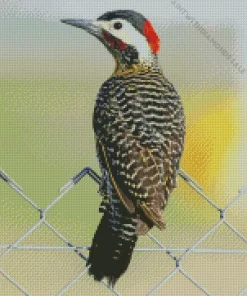 Green Barred Woodpecker Bird Diamond Painting