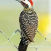 Green Barred Woodpecker Bird Diamond Painting