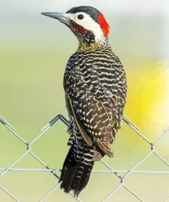 Green Barred Woodpecker Bird Diamond Painting