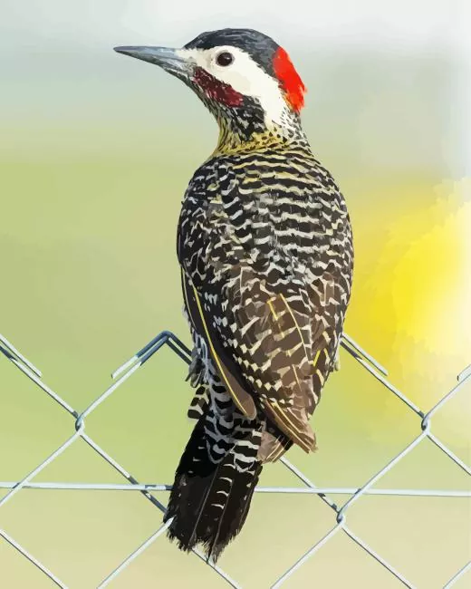 Green barred woodpecker bird Diamond With Numbers Green Barred Woodpecker Bird Diamond Painting