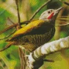 Grey Crowned Woodpecker Diamond Painting