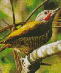Grey Crowned Woodpecker Diamond Painting