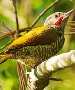 Grey Crowned Woodpecker Diamond Painting