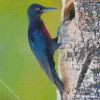 Guadeloupe Woodpecker Diamond Painting