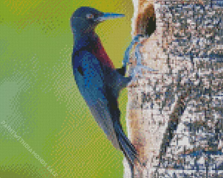 Guadeloupe woodpecker Diamond By Numbers Guadeloupe Woodpecker Diamond Painting