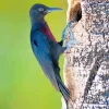 Guadeloupe Woodpecker Diamond Painting