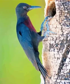 Guadeloupe Woodpecker Diamond Painting
