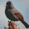 Himalayan Black Bulbul Diamond Painting