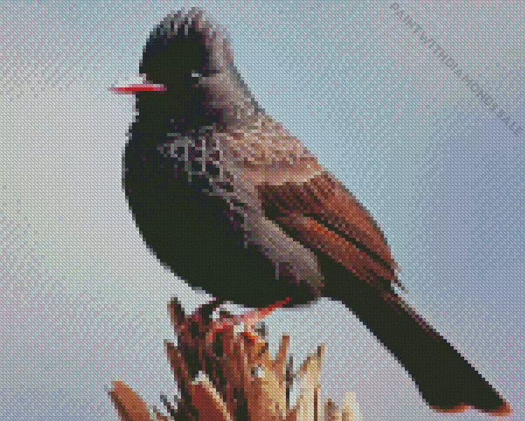 Himalayan Black Bulbul Diamond By Numbers Himalayan Black Bulbul Diamond Painting