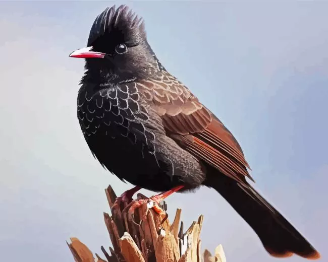 Himalayan Black Bulbul Diamond Paints Himalayan Black Bulbul Diamond Painting