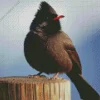 Himalayan Black Bulbul Art Diamond Painting