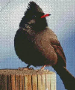 Himalayan Black Bulbul Art Diamond Painting