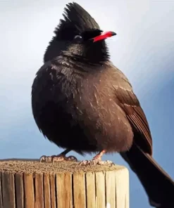 Himalayan Black Bulbul Art Diamond Painting