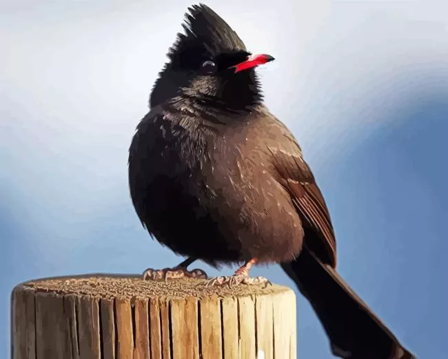 Himalayan Black Bulbul art Diamond Paints Himalayan Black Bulbul Art Diamond Painting