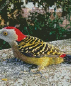 Hispaniolan Woodpecker Diamond Painting