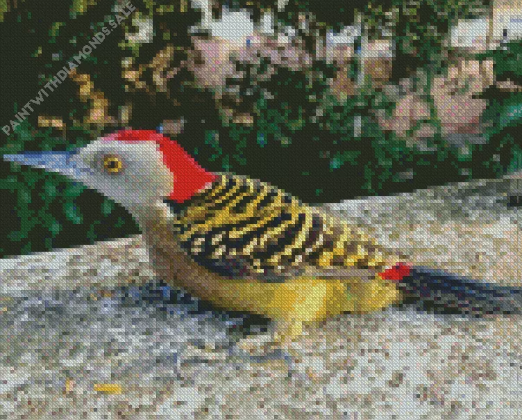 Hispaniolan woodpecker Diamond By Numbers Hispaniolan Woodpecker Diamond Painting