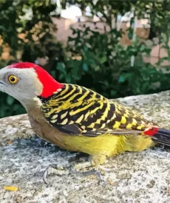 Hispaniolan Woodpecker Diamond Painting