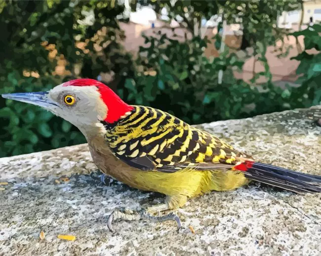 Hispaniolan woodpecker Diamond Paints Hispaniolan Woodpecker Diamond Painting