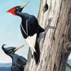 Imperial Woodpecker Diamond Painting