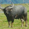 Indian Water Buffalo Diamond Painting