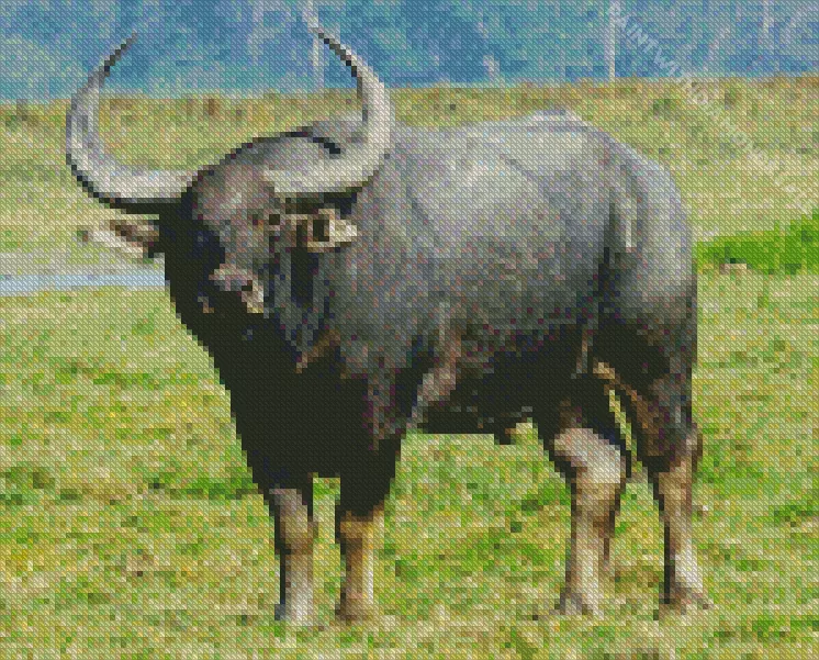 Indian Water Buffalo Diamond By Numbers Indian Water Buffalo Diamond Painting