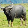 Indian Water Buffalo Diamond Painting