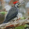 Ivory Billed Woodpecker Diamond Painting