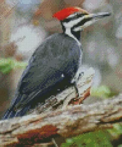 Ivory Billed Woodpecker Diamond Painting