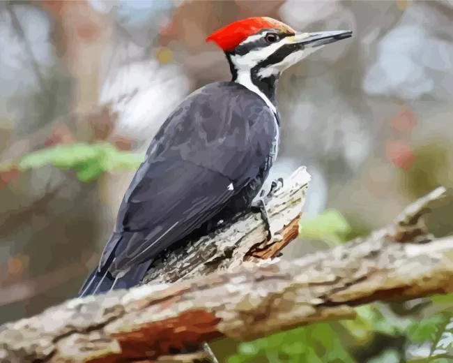Ivory billed woodpecker Diamond Paints Ivory Billed Woodpecker Diamond Painting
