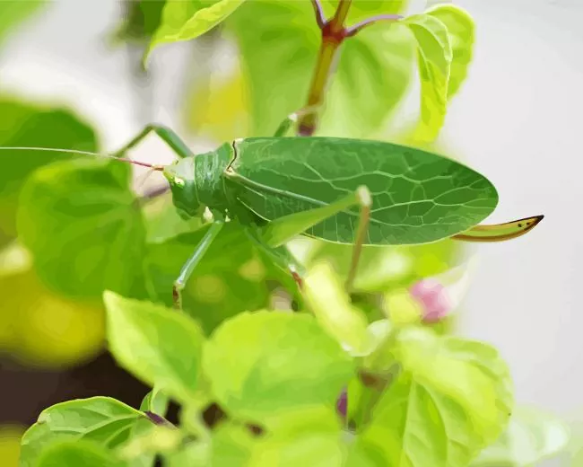 Katydid locust Diamond Paints Katydid Locust Diamond Painting