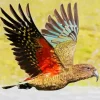 Kea Bird Art Diamond Painting
