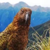 Kea Bird Head Diamond Painting