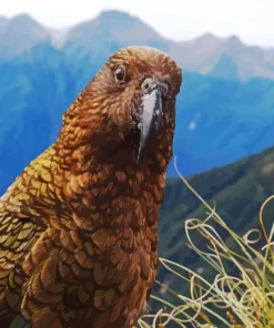 Kea Bird Head Diamond Painting
