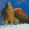 Kea Bird In Snow Art Diamond Painting