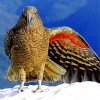 Kea Bird In Snow Art Diamond Painting