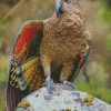 Kea Bird On A Stone Diamond Painting